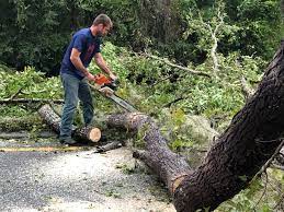 Best Leaf Removal  in Centerport, NY