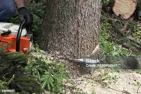 How Our Tree Care Process Works  in  Centerport, NY