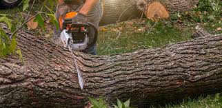 Best Tree Cabling and Bracing  in Centerport, NY